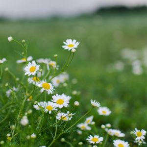 chamomile, storm, green