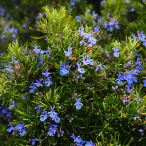 rosemary, flowers, blue