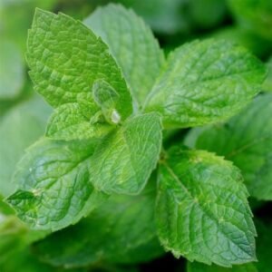 Organic Peppermint Essential Oil